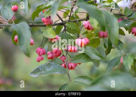 La fusée européenne commune - la fusée (Euonymus europaeus) dans le secteur des fruits en automne Provence - France Banque D'Images