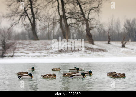 Un troupeau de canards nageant dans le lac près de la rive couverte de neige. Banque D'Images