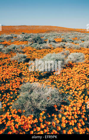 Pavot de Californie, Eschscholzia californica, floraison, dans l'Antelope Valley California poppy réserver. Papaveraceae. Banque D'Images