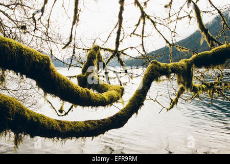 Branches d'arbres couverts de mousse, de l'aulne d'atteindre l'autre côté de l'eau le long des rives du lac Crescent Banque D'Images