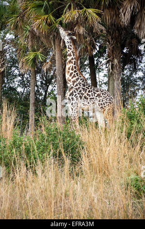 Vue verticale d'un Rothschild Girafe (Giraffa camelopardalis rothschildi) manger les feuilles de la partie inférieure des branches d'un Banque D'Images