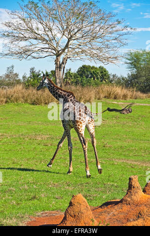 Vue verticale d'un Rothschild Girafe (Giraffa camelopardalis rothschildi). Banque D'Images