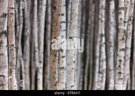 Silver Birch / bouleau verruqueux (Betula pendula / Betula alba / Betula verrucosa) des troncs de bouleaux dans la forêt de feuillus Banque D'Images