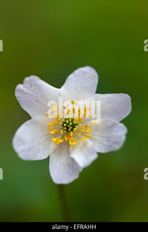 Anémone des bois (Anemone nemorosa) floraison dans la forêt au printemps Banque D'Images