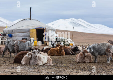 Le pâturage des chèvres Cachemire en Mongolie Banque D'Images