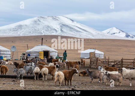 Le pâturage des chèvres Cachemire en Mongolie Banque D'Images