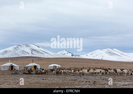 Le pâturage des chèvres Cachemire en Mongolie Banque D'Images