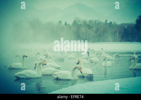 Les cygnes chanteurs sur le lac Kussharo, Hokkaido, Japon Banque D'Images