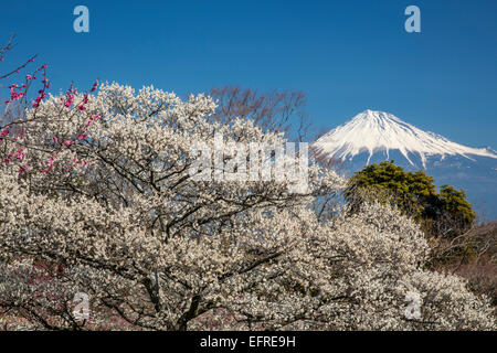 Le Mont Fuji et Plum Blossoms, Shizuoka, Japon Banque D'Images