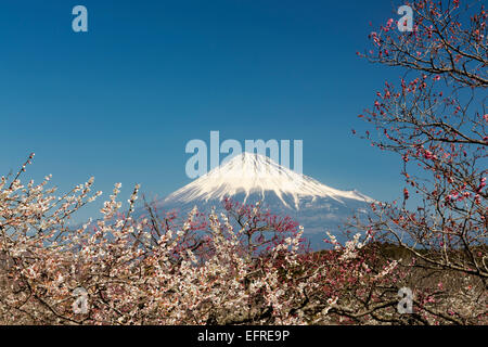 Le Mont Fuji et Plum Blossoms, Shizuoka, Japon Banque D'Images