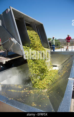 Les raisins de Sauvignon Blanc de la saison arrivent à Rooiberg Winery Robertson dans la région de Western Cape Afrique du Sud. Banque D'Images