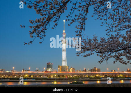 Tokyo Sky Tree Light up et fleurs de cerisier, Tokyo, Japon Banque D'Images