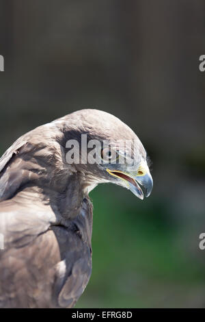 Eurasienne commune Buzzard. (Buteo buteo). Banque D'Images