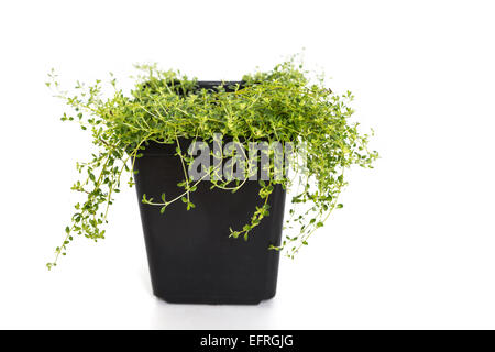 Un jeune plant est un thym jardin pot en plastique. Banque D'Images