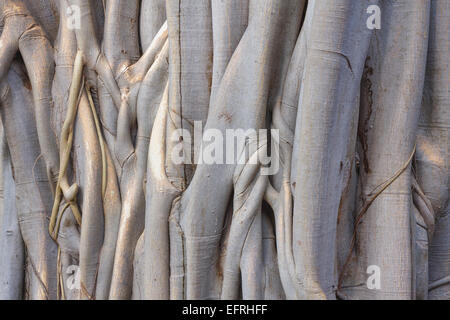 Close up d'un pipal tree banyan et racines Banque D'Images