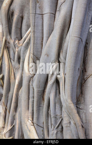 Close up d'un Pipal Tree Trunk et les racines Banque D'Images