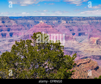 Vue de Pipe Creek Vista South Rim Grand Canyon Arizona USA pinyon pin Pinus edulis horizon ciel bleu nuages Banque D'Images