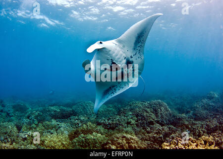 Une manta côtières (Manta alfredi) plonge avec grâce sur le récif au large de Kona, Hawaii Banque D'Images