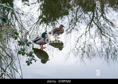 Une paire de Canards colverts debout sur la glace d'un étang avec leurs réflexions et celle de la végétation environnante sur la glace trop Banque D'Images