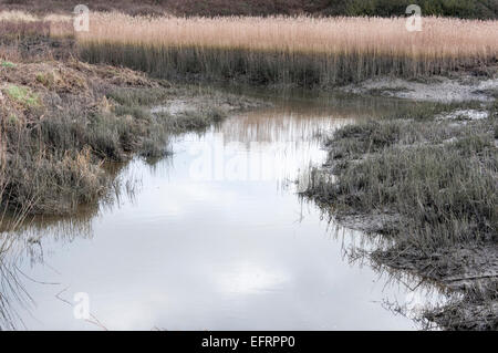 À marée basse, dans un fossé dans l'eau de mer/ partie de marais saumâtres Vange, Essex avec un ciel reflété et roselières Banque D'Images