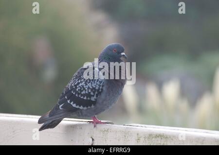 Rock Dove aussi connu comme un pigeon perché sur une balustrade sur le quai à Port Plaza dans le centre-ville d'Olympia, WA. Banque D'Images