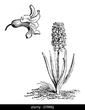 La gravure de l'époque victorienne d'une fleur de jacinthe. Image restaurée numériquement à partir d'un milieu du xixe siècle l'encyclopédie. Banque D'Images