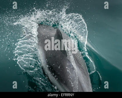 Dauphin à nez blanc islandaise, [Lagenorhynchus albirostris], la rupture de l'eau, à Kolgrafafjorour, trois quart macro Banque D'Images