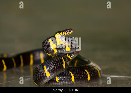 Serpent Boiga dendrophila Mangrove () Banque D'Images