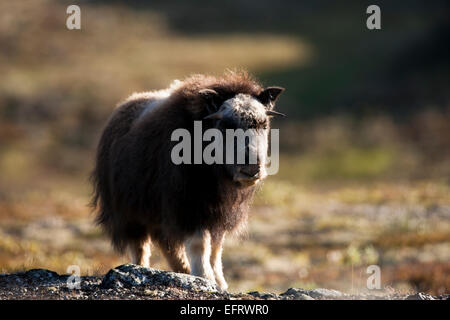 Bœuf musqué Banque D'Images