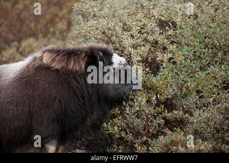 Les jeunes se nourrissent de muskox saule laineux Banque D'Images