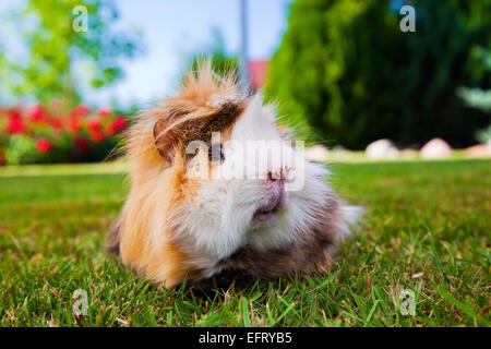 Cochon mignon dans le jardin. Temps ensoleillé. Banque D'Images