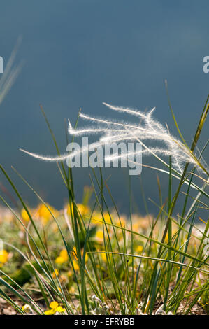 Bloom feather grass est indiqué contre fond bleu. Feather grass est entouré de plantes vertes et jaunes. Banque D'Images