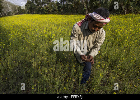 Jorhat, Assam, Inde. 10 fév, 2015. Un agriculteur indien inspecte son champ de moutarde dans un village dans le nord-est du district de Jorhat Assam state le 10 février 2015. Gouvernement de l'Assam a pris une initiative visant à attirer les agriculteurs de l'état d'Assam vers la moutarde traditionnelle sur la culture pour répondre à la demande croissante de l'huile de moutarde. © Luit Chaliha/ZUMA/ZUMAPRESS.com/Alamy fil Live News Banque D'Images