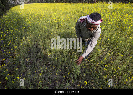 Jorhat, Assam, Inde. 10 fév, 2015. Un agriculteur indien inspecte son champ de moutarde dans un village dans le nord-est du district de Jorhat Assam state le 10 février 2015. Gouvernement de l'Assam a pris une initiative visant à attirer les agriculteurs de l'état d'Assam vers la moutarde traditionnelle sur la culture pour répondre à la demande croissante de l'huile de moutarde. © Luit Chaliha/ZUMA/ZUMAPRESS.com/Alamy fil Live News Banque D'Images