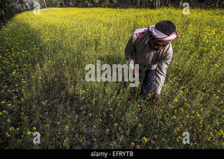 Jorhat, Assam, Inde. 10 fév, 2015. Un agriculteur indien inspecte son champ de moutarde dans un village dans le nord-est du district de Jorhat Assam state le 10 février 2015. Gouvernement de l'Assam a pris une initiative visant à attirer les agriculteurs de l'état d'Assam vers la moutarde traditionnelle sur la culture pour répondre à la demande croissante de l'huile de moutarde. © Luit Chaliha/ZUMA/ZUMAPRESS.com/Alamy fil Live News Banque D'Images