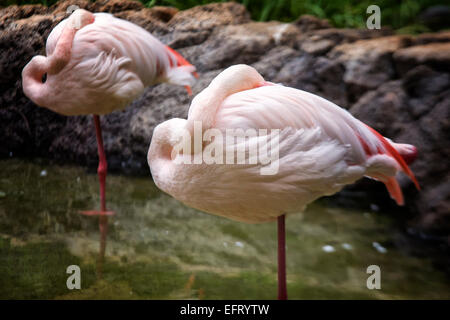 Flamants Roses dans un étang Banque D'Images