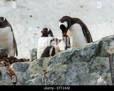 Gentoo pingouin (Pygoscelis papua) les poussins d'alimentation sur l'Île Cuverville, l'Antarctique Banque D'Images