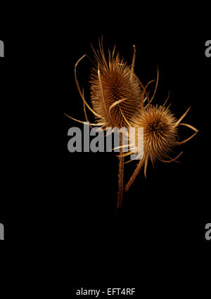 Seedheads de Cardère Banque D'Images