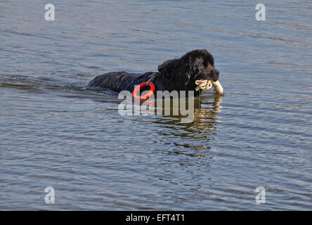 Formation de sauvetage faire Chien Terre-Neuve Banque D'Images