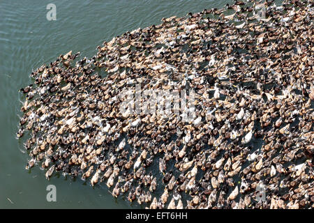 Canards, Alleppey, kuttanad, Alappuzha, Kerala, Inde Banque D'Images