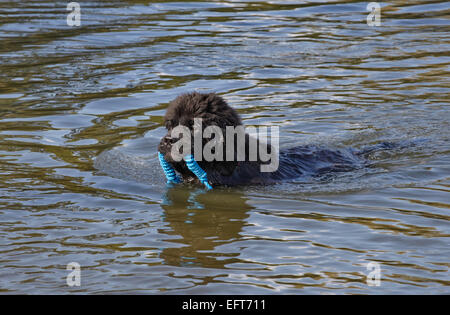 Formation de sauvetage faire Chien Terre-Neuve Banque D'Images