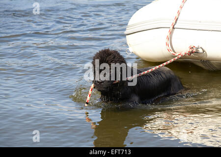 Formation de sauvetage faire Chien Terre-Neuve Banque D'Images