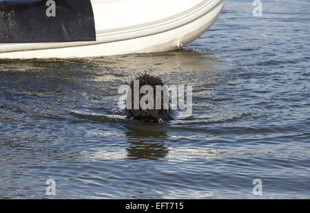 Formation de sauvetage faire Chien Terre-Neuve Banque D'Images