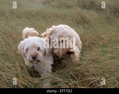 Deux Labradoodle chiens dans longtemps l'ammophile, Braunton Burrows, Devon, UK Banque D'Images