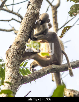 Jorhat, Assam, Inde. 10 fév, 2015. Un bébé gibbon plafonné est assis avec sa mère dans un arbre au Gibbon Wildlife Sanctuary au district de Jorhat dans l'état d'Assam, le 10 février 2015. Le gibbon est l'une des espèces de primates les plus menacées dans l'Inde. Gibbon Wildlife Sanctuary est un petit sanctuaire de 20,98 km2. Dans le district de Jorhat nommé d'après le singe gibbon hoolock (seulement) trouvés en Inde. © Luit Chaliha/ZUMA/ZUMAPRESS.com/Alamy fil Live News Banque D'Images