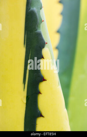 Agave americana 'Mediopicta'. Ediopicta "Century' Banque D'Images