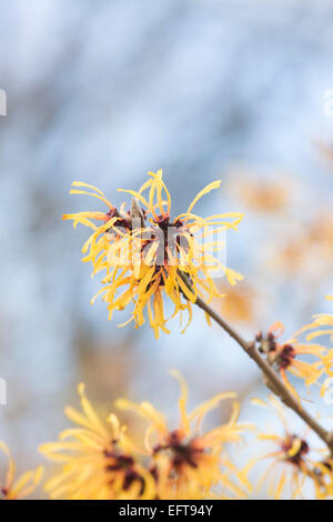 Hamamelis x intermedia Harry. L'hamamélis 'Harry' la floraison en hiver. UK Banque D'Images