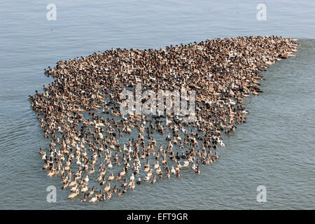 Canards, Alleppey, kuttanad, Alappuzha, Kerala, Inde Banque D'Images