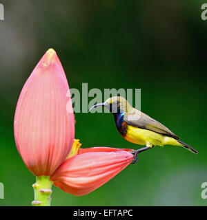 Beau mâle à dos olive Sunbird (Chalcomitra jugularis), debout sur Bananier, direction générale profil latéral Banque D'Images