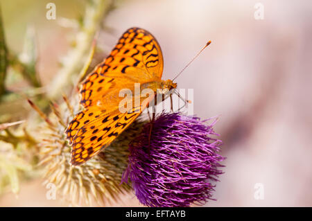 Fabriciana adippe butterfly sitting on Onopordum rose Banque D'Images